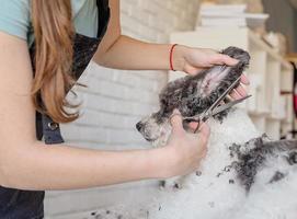 lächelnde Frau, die Bichon Frise Hund im Salon pflegt foto