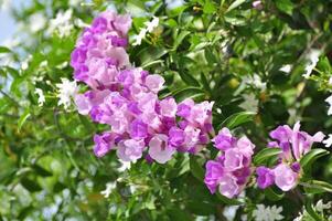 violette Blumen Hintergrund foto