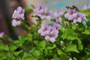 violette Blüten Insekten und Bienen saugen foto