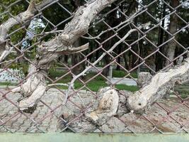 ein Baum spross durch das Kettenglied Zaun von das alt Türkisch Friedhof foto