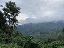 tropisch Berge bedeckt mit Urwald niedrig Wolken von Palme Bäume und tropisch Pflanzen foto