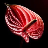 ai generiert Anthurium isoliert auf schwarz Hintergrund. Blumen und Pflanzen im Frühling. foto