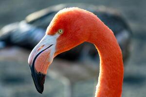 Porträt von ein schön Flamingo foto