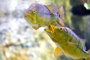 zwei groß Gelb Aquarium Fisch im natürlich Bedingungen. Kommunikation von zwei Fisch foto