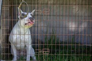 ein Kampf Rasse Grube Stier Terrier Hund sitzt im ein Gehege und kaut auf ein Käfig. foto