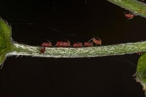 rote Blattläuse Insekten foto