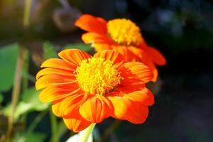 Die mexikanische Sonnenblume oder Tithonia hat zusammengesetzte Blüten. Das ist ein Cluster und ausgebreitete Blütenblätter bleiben herum wie eine Sonnenblume, die mit Fischschuppenornamenten bedeckt ist. foto