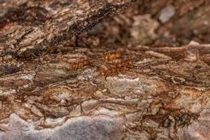 erwachsene höhere Myrmicin-Ameisen foto