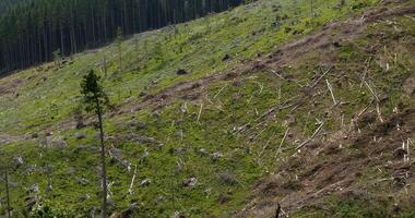 fiel Wald im das ukrainisch Karpaten. ökologisch Katastrophe foto