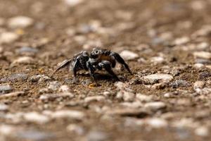 Springspinne auf einer Betonoberfläche foto