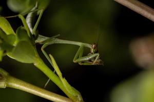 männliche Mantis, die eine Raupe jagen
