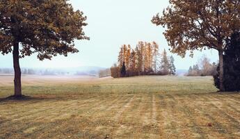 Herbst Landschaft - - ein Feld und ein einsam Baum im das früh nebelig Morgen. foto