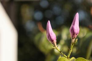 Nahansicht von Blumen auf verwischen Hintergrund foto