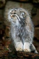 manul oder Pallas Katze, Otocolobus manul, süß wild Katze von Asien. foto