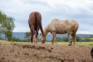 Pferd auf einer brasilianischen Farm foto
