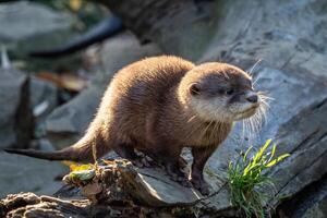 jung asiatisch kleinkrallig Otter ebenfalls bekannt wie das orientalisch kleinkrallig Otter. diese ist das kleinste Otter Spezies im das Welt. foto