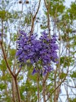 blauer Jacaranda-Baum