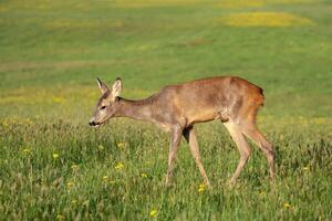 Rehe im Gras, Capreolus Capreolus. Wilde Rehe in der Frühlingsnatur. foto