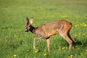 Rehe im Gras, Capreolus Capreolus. Wilde Rehe in der Frühlingsnatur. foto