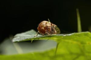 erwachsener typischer Baumhüpfer foto