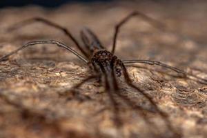 Orbweaver-Spinne mit langem Kiefer foto