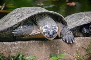 riesige südamerikanische Schildkröte foto