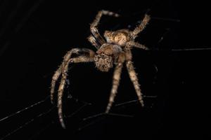 erwachsene Orbweaver-Spinne foto