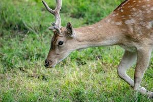 Europäisches Damwild foto