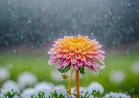 ai generiert Rosa und Gelb Dahlie umgeben durch beschwingt Blumen im ein Garten foto