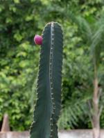 Mandacaru-Kaktuspflanze foto