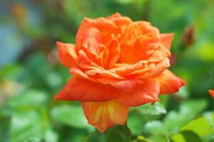ein hell Orange Rose Blume gegen ein Hintergrund von Grün Laub um. schön Sommer- Blume. foto