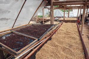 getrocknet Kaffee Bohnen, Kaffee Bohnen sind getrocknet im ein Gewächshaus. foto