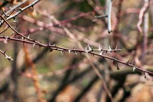 Fragment von ein Ast mit Knospen von rosa Hugonis im früh Frühling, häufig bekannt wie das Chinesisch Rose. foto