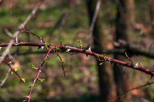 Fragment von ein Ast mit Knospen von rosa Hugonis im früh Frühling, häufig bekannt wie das Chinesisch Rose. foto