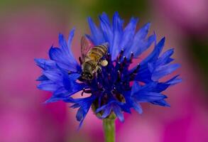 Blume schön Blumen Natur, Fotografie, Blumen, blühen Anlage, Schönheit im Natur, Frische foto