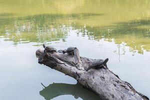 ein Gruppe von Schildkröten Sonne Baden sich auf ein Log im ein Teich beim makut rommayasaran Park, Nonthaburi, Thailand foto