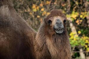 Bactrian Kamel. häuslich Tier. foto
