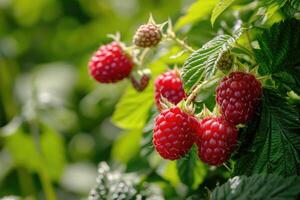 ai generiert Himbeere Ernte im das Garten. foto