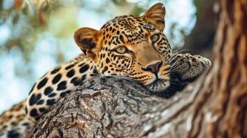 ai generiert Leopard ist ruhen auf ein Baum Kofferraum foto