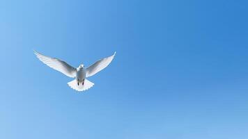 ai generiert fliegend Möwe auf Blau Himmel Hintergrund. Freiheit und Frieden Konzept. foto