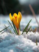 ai generiert Krokus im das Schnee foto