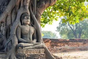 ai generiert uralt Buddha Statue unter groß Baum. foto