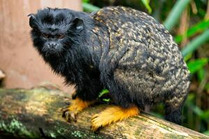 golden übergeben Tamarin. Tamarin Saguinus Midas Sitzung auf Ast. foto