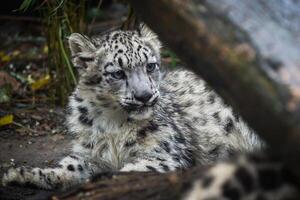 Schnee Leopard Jungtier. jung Schnee Leopard. foto