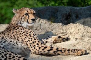 Gepard Porträt Lügen Nieder im das Sand foto