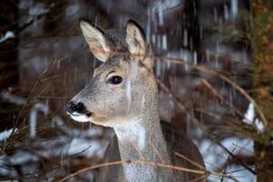 wild Rogen Hirsch im Winter Natur. Capreolus capreolus. foto