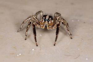 pantropische Springspinne foto