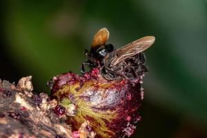 schwarze stachellose Biene foto