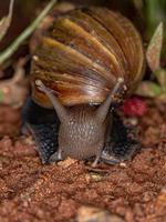 Afrikanische Riesenschnecke foto