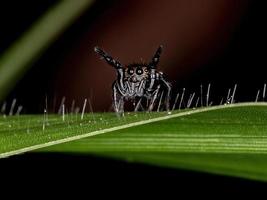 kleine springende Spinne foto